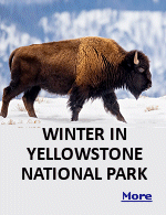 Most of Yellowstone's tourist infrastructure closes for winter. The road between the North and Northeast entrances remains open. Snowcoaches and snowmobiles can travel most roads; for snowmobiling, see nps.gov for information on permitting. Snowcoach tours operate from Gardiner and West Yellowstone, run by a number of tour companies. Teton Science Schools runs wildlife-focused tours out of Jackson Hole. Freeheel and Wheel in West Yellowstone is a stop for cross-country ski rental and information. 